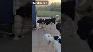 Σαρακατσάνικος Ποιμενικός karakachan dog ktenasgroup σκύλοσ puppy carnilove doglover [upl. by Olivero]