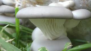 Глива синя pleurotus ostreatus var columbinus [upl. by Dumanian]