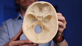 Labelled cranial foramina anatomy [upl. by Sakiv624]