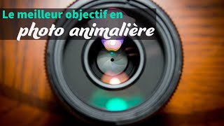 Comment choisir des objectifs adaptés à la photographie animalière [upl. by Ancilin362]