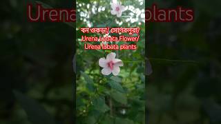 বন ওকড়া🌷 সোণবলুরা🌷 Urena Lobata Flower🌷 Urena lobata plants🌷 বনওকড়া সোণবলুরা UrenaLobataFlower [upl. by Maryjo]