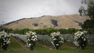 Wine success for Blenheim  Roadside Stories [upl. by Noek154]