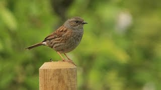 accenteur mouchet HD  Dunnock HD [upl. by Fatma584]