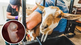 Breeding our MINIATURE goat with Artificial Insemination PART 1 [upl. by Newlin]