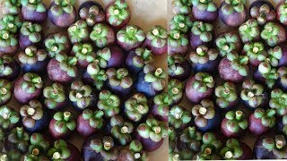 Mangosteen Harvesting The Queen Of Fruit harvesting [upl. by Janek631]