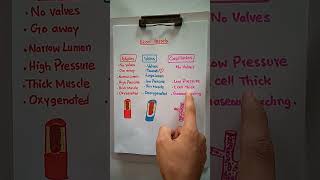 Difference between arteries amp veins and capillaries blood vessels youtubeshorts shorts vessels [upl. by Inanaup]