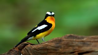 Yellowrumped Flycatcher A Vibrant Visitor in the Avian Kingdom [upl. by Ahsetra]