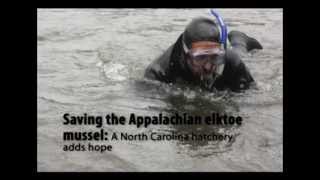 North Carolina hatchery helps endangered mussel [upl. by Anavoj]