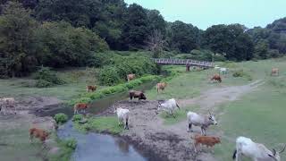 Valle del Sorbo  Rome  Italy [upl. by Calder]