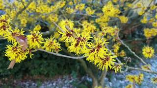 Chinesische Zaubernuss Hamamelis mollis Zaubernuss Hamamelis Flower LoveNature Natur [upl. by Ahseiyt582]