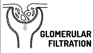 GLOMERULAR FILTRATION made easy [upl. by Correy317]