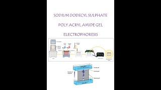 SDS PAGE ELECTROPHORESIS OF PROTEIN [upl. by Valerian]