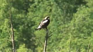 A Bobolink sings out at Forks of the Credit Provincial Park [upl. by Eciuqram]