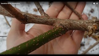 How to Identify Sassafras in the Winter [upl. by Arbe]