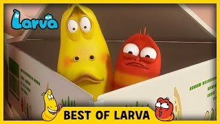 LARVA  FUN AT THE BEACH  Cartoons  Comics  LARVA Official [upl. by Nagah]