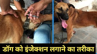 कुत्ते को इंजेक्शन कैसे लगाएं dog ko rabies ka injection kaise lagaye डॉग को इंजेक्शन puppy ko injec [upl. by Blinni]