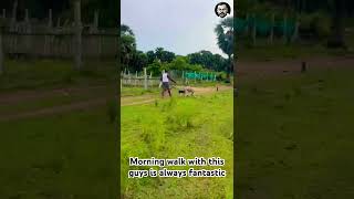 A morning walk with chippiparaidog chippiparaihound dogs doglover [upl. by Alam]