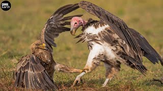 The Fighting of Eagle vs Vulture Which one wins  Wild Animals  ATP Earth [upl. by Ueihttam]