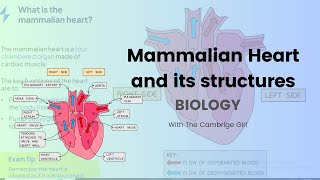 Essential Guide Mammalian Heart Structure for IGCSE [upl. by Einnahc]