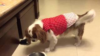 Cavalier King Charles spaniel  barking at the toy rat [upl. by Lianne228]