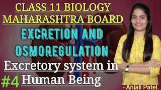 Class 11Excretion and Osmoregulation Excretory system in Human Being Anjali Maam [upl. by Cybill804]