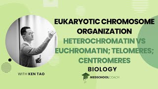 Heterochromatin vs Euchromatin amp Telomeres [upl. by Ader]