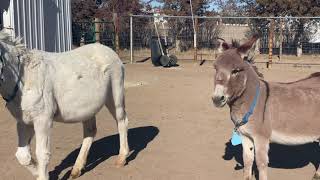 Mini donkey sees other donkeys for the first time in 10 years [upl. by Ermine]