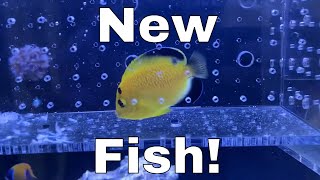 Did I Regret My LAST Fish  4 NEW FISH  Waterbox Aquariums Angelfish Reef LX 2706  Part 7 [upl. by Nicodemus]