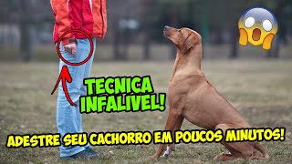 APRENDA COMO ADESTRAR SEU CACHORRO EM 5 MINUTOS [upl. by Bianchi]