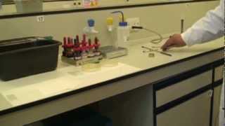 Microbiology Gram Stain [upl. by Nuzzi]