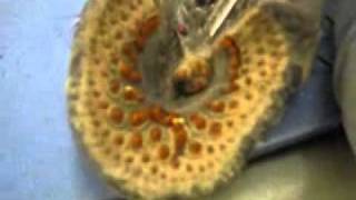 Sea Lamprey dissection [upl. by Phillis499]