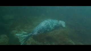 Farnes Islands Seal Colony [upl. by Adikam]