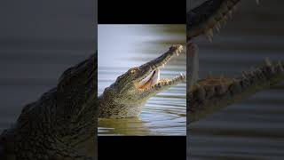 which is the oldest living crocodile in the worldtrendingfactsanimalscrocodilereptilesshorts [upl. by Hedvig]