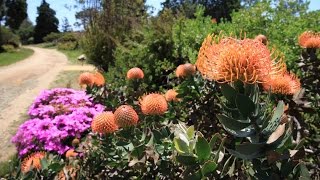 UC Santa Cruz arboretum  tour of the protea leucospermum leucadendron mimetes banksia [upl. by Rehotsirk]