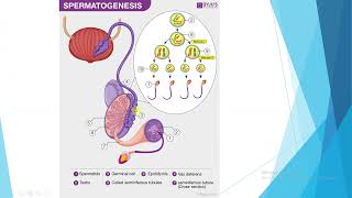Gametogeneza [upl. by Acysej]