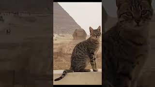 Cats in Ancient Egypt Era history [upl. by Nataniel]