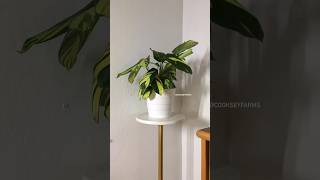 A timelapse of my Ctenanthe Lubbersiana Golden Mosaic plant houseplants [upl. by Ennaej]