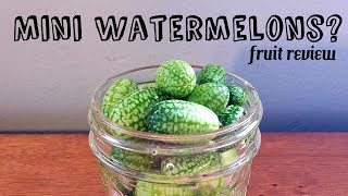 Cucamelon Review  Pickle recipe mouse melon  Weird Fruit Explorer Ep 231 [upl. by Sherrer]