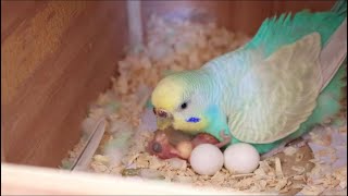 Budgie Feeding Newborn Chick [upl. by Tai]