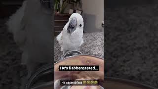 Oooo noooo😰 emotionalshort birds peekaboopet loververy very cuteshots [upl. by Oilisab268]