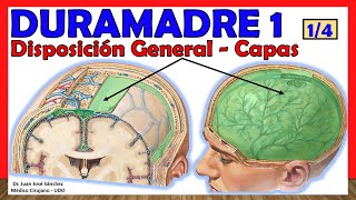 🥇DURAMADRE 14 Disposición General Capas  Meninges ¡Explicación Sencilla [upl. by Myra]