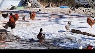 Live UnCut Look At CHICKENS Ducks Turkeys Guineas amp More Living FREE [upl. by Lejeune642]