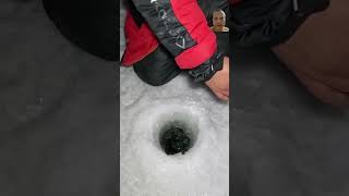 wow winterfishing icefishinglife cool winter fishing icefishing fish snow [upl. by Arramas]