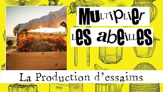 Multiplier les abeilles 01  Produire des essaims [upl. by Ayres]