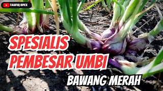 SPESIALIS NUTRISI PEMBESAR UMBI BAWANG MERAH [upl. by Dick]