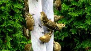 Pine Siskins [upl. by Nosydam]