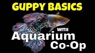 The Basics for Keeping and Breeding Guppies  Aquarium CoOp Highlights [upl. by Enitsej]