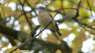 Goldcrest singing [upl. by Elleyoj]