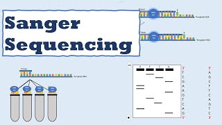 Sanger sequencing [upl. by Shauna]