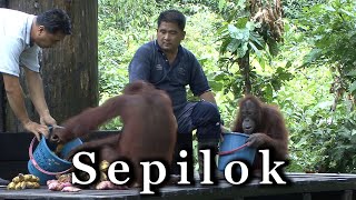 Sepilok orangutan sanctuary Borneo 🇲🇾 [upl. by Annahgiel]